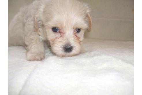 成約済の茨城県のミックス犬-20082の1枚目