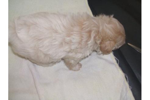 成約済の茨城県のミックス犬-20082の2枚目