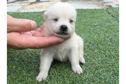 成約済の長崎県の柴犬-19433の1枚目