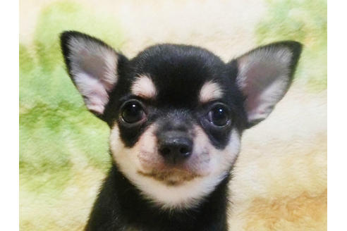 成約済の千葉県のチワワ-20102の5枚目