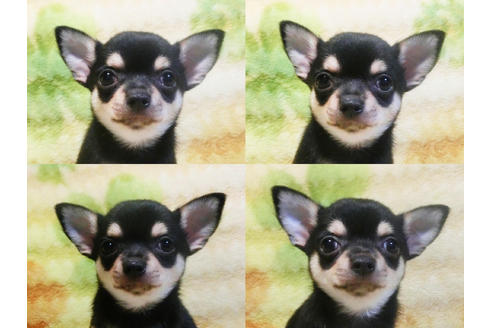 成約済の千葉県のチワワ-20102の4枚目