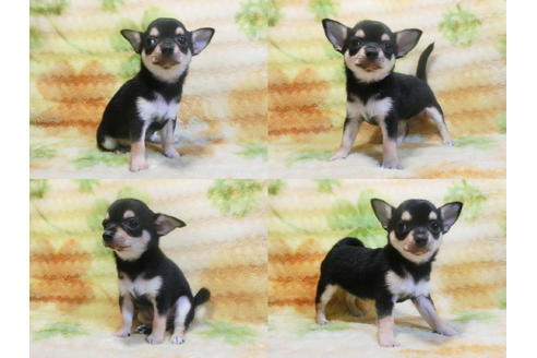 成約済の千葉県のチワワ-20102の1枚目