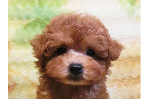 成約済の千葉県のトイプードル-20107の5枚目