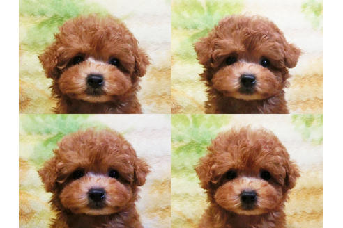 成約済の千葉県のトイプードル-20107の4枚目