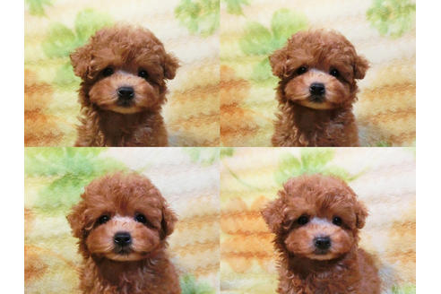 成約済の千葉県のトイプードル-20107の3枚目