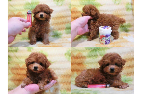 成約済の千葉県のトイプードル-20107の2枚目