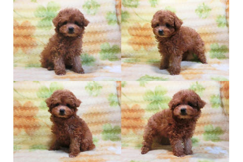 成約済の千葉県のトイプードル-20107の1枚目