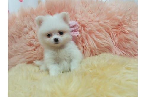 成約済の愛知県のミックス犬-20118の1枚目