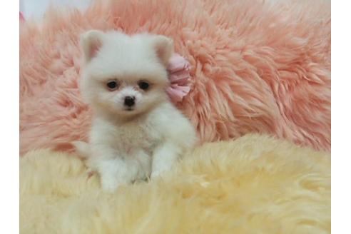 成約済の愛知県のミックス犬-20118の2枚目