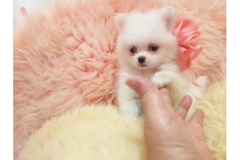 成約済の愛知県のミックス犬-20119の1枚目