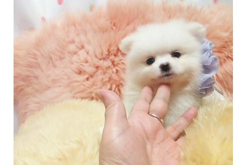 成約済の愛知県のミックス犬-20120の1枚目