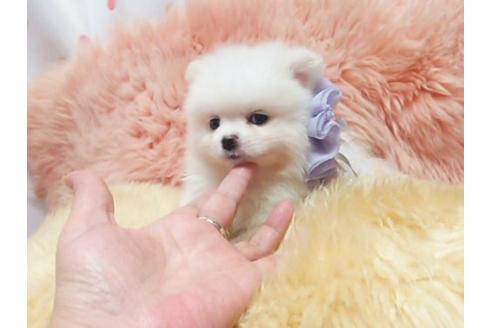 成約済の愛知県のミックス犬-20120の2枚目