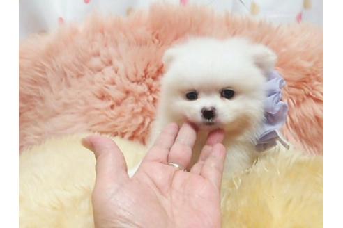成約済の愛知県のミックス犬-20120の3枚目