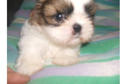 成約済の茨城県のシーズー-18988の2枚目