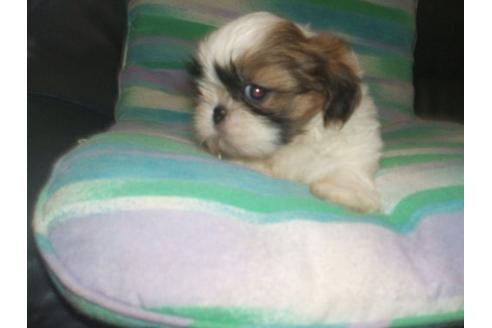 成約済の茨城県のシーズー-18988の3枚目