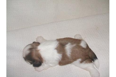 成約済の茨城県のシーズー-18988の1枚目