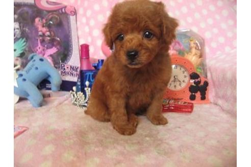 成約済の静岡県のトイプードル-20150の1枚目