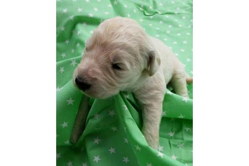 成約済の滋賀県のミックス犬-20197の1枚目