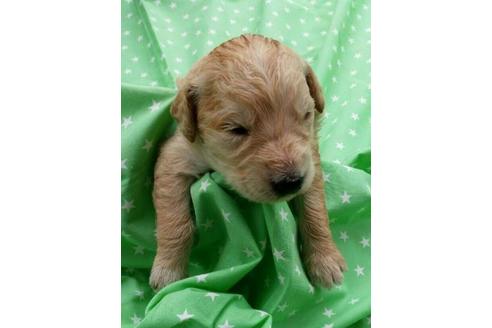 成約済の滋賀県のミックス犬-20198の1枚目