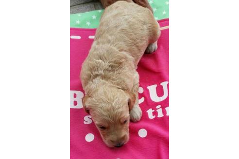 成約済の滋賀県のミックス犬-20200の1枚目