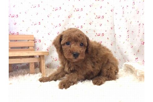 成約済の滋賀県のトイプードル-20208の2枚目