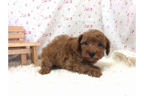 成約済の滋賀県のトイプードル-20208の1枚目