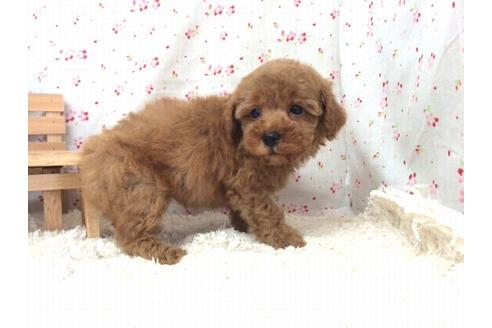 成約済の滋賀県のトイプードル-20209の1枚目