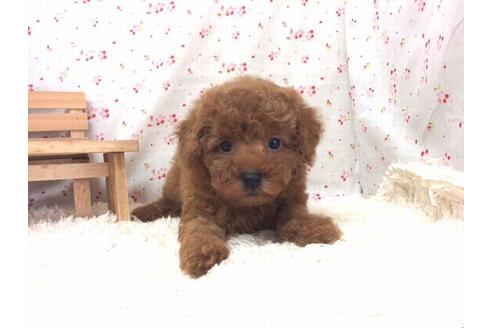 成約済の滋賀県のトイプードル-20210の2枚目