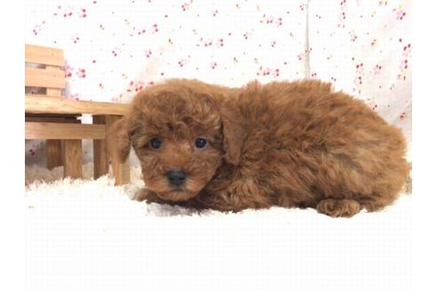 成約済の滋賀県のトイプードル-20210の1枚目