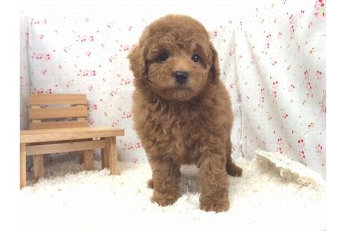 成約済の滋賀県のトイプードル-20212の2枚目