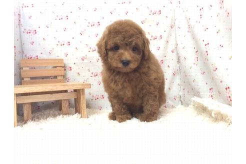 成約済の滋賀県のトイプードル-20212の1枚目