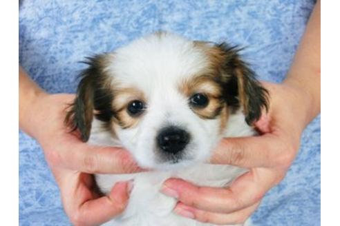 成約済の千葉県のパピヨン-20234の1枚目