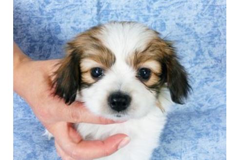 成約済の千葉県のパピヨン-20235の1枚目