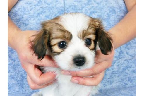 成約済の千葉県のパピヨン-20235の2枚目