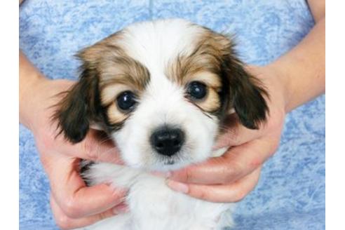 成約済の千葉県のパピヨン-20235の3枚目