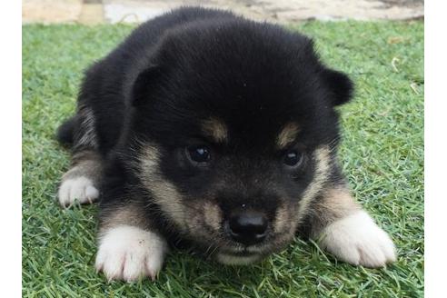 成約済の長崎県の柴犬-19435の1枚目