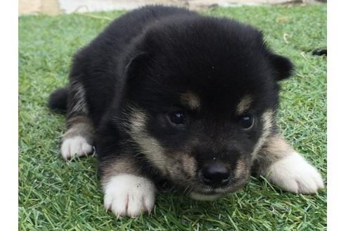 成約済の長崎県の柴犬-19435の2枚目
