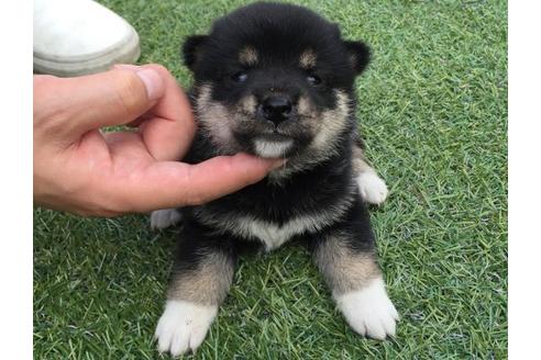 成約済の長崎県の柴犬-19435の3枚目