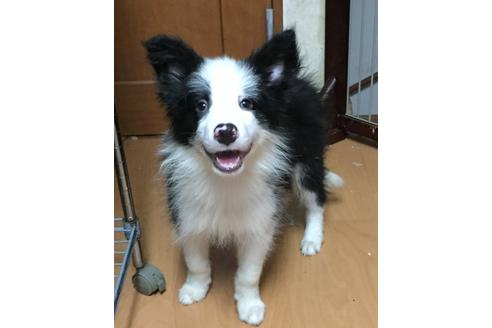 成約済の東京都のボーダーコリー-18754の1枚目