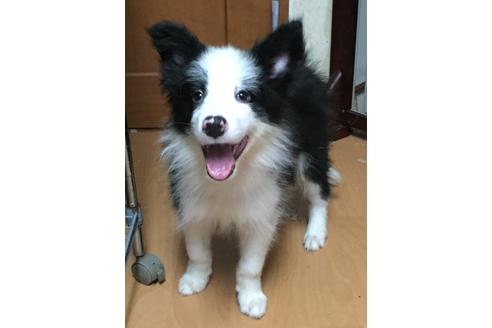 成約済の東京都のボーダーコリー-18754の2枚目