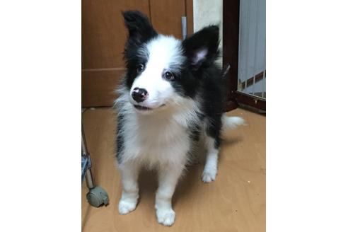 成約済の東京都のボーダーコリー-18754の3枚目