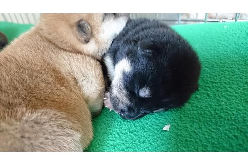 成約済の愛知県の柴犬-20295の1枚目