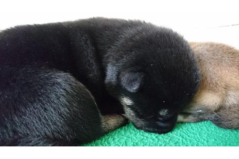 成約済の愛知県の柴犬-20296の2枚目