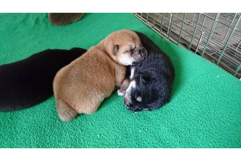 成約済の愛知県の柴犬-20296の1枚目