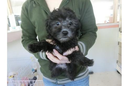 成約済の福岡県のトイプードル-20305の2枚目