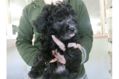 成約済の福岡県のトイプードル-20305の3枚目