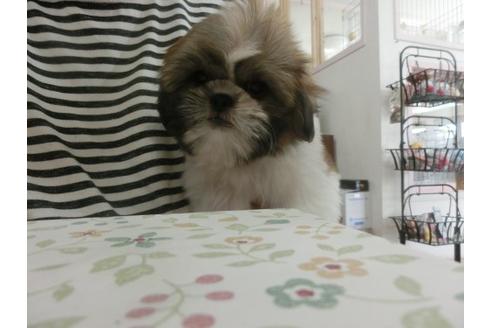 成約済の福岡県のシーズー-17780の3枚目