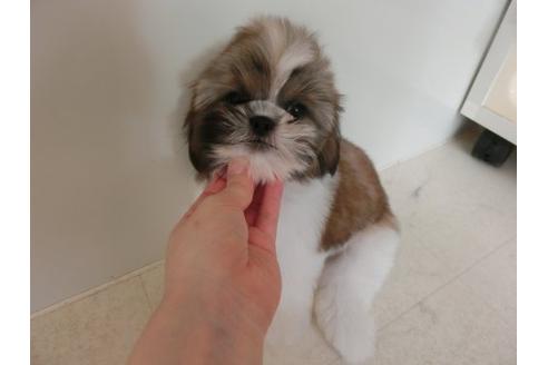 成約済の福岡県のシーズー-17780の1枚目