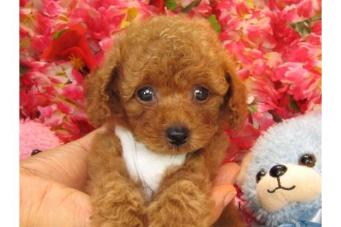 成約済の茨城県のトイプードル-20307の1枚目