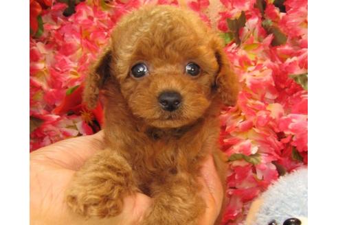 成約済の茨城県のトイプードル-20307の2枚目